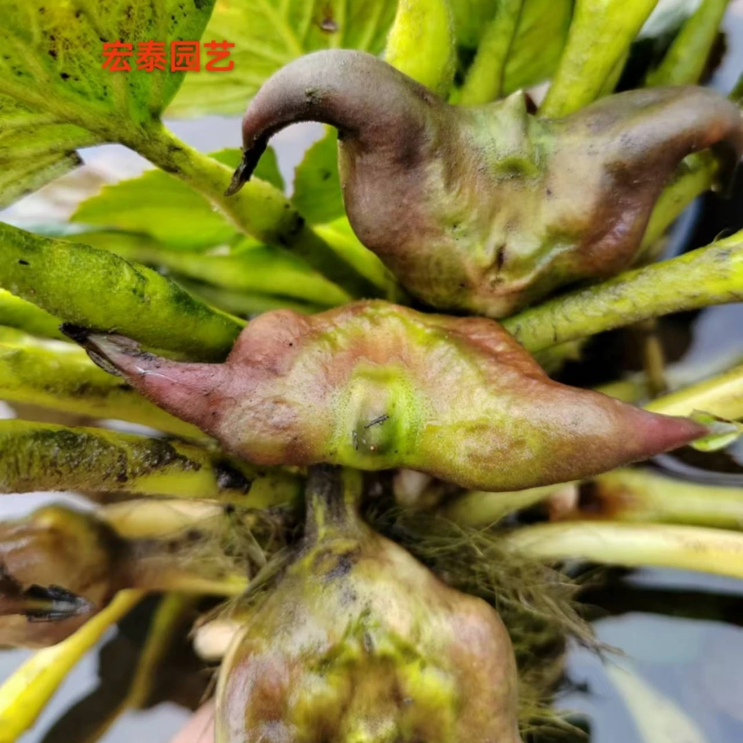高产大青菱角种子菱角苗种植四季水生植物红菱角种青菱角黑菱角苗