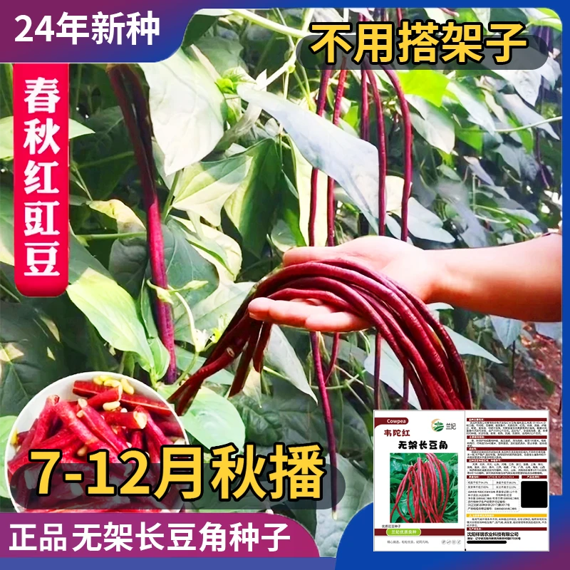 正宗韦陀红无架长豆角种子优质豆角种子品质抗病高产多茬采收纯正