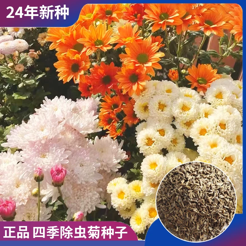 正宗优质四季除虫菊种子家里阳台小院庭院懒人新手简单种植产量高