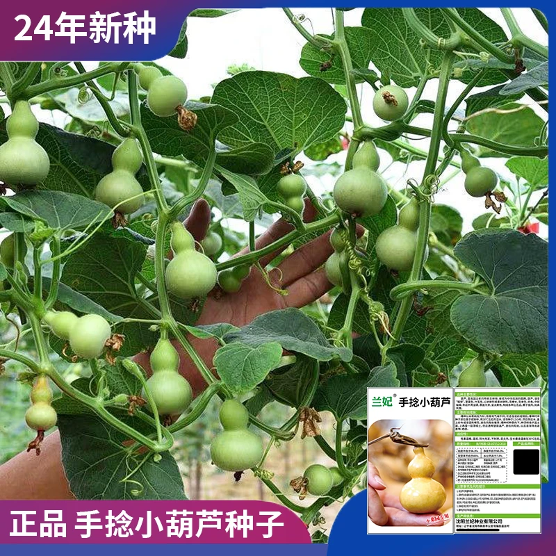 正宗手捻小葫芦种子优质高产家里小院庭院阳台懒人新手种植老品种