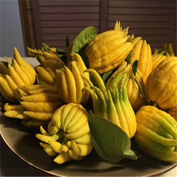 【黄果】新鲜佛手柑佛手黄果 闻香清供泡茶食用 现摘现发500g