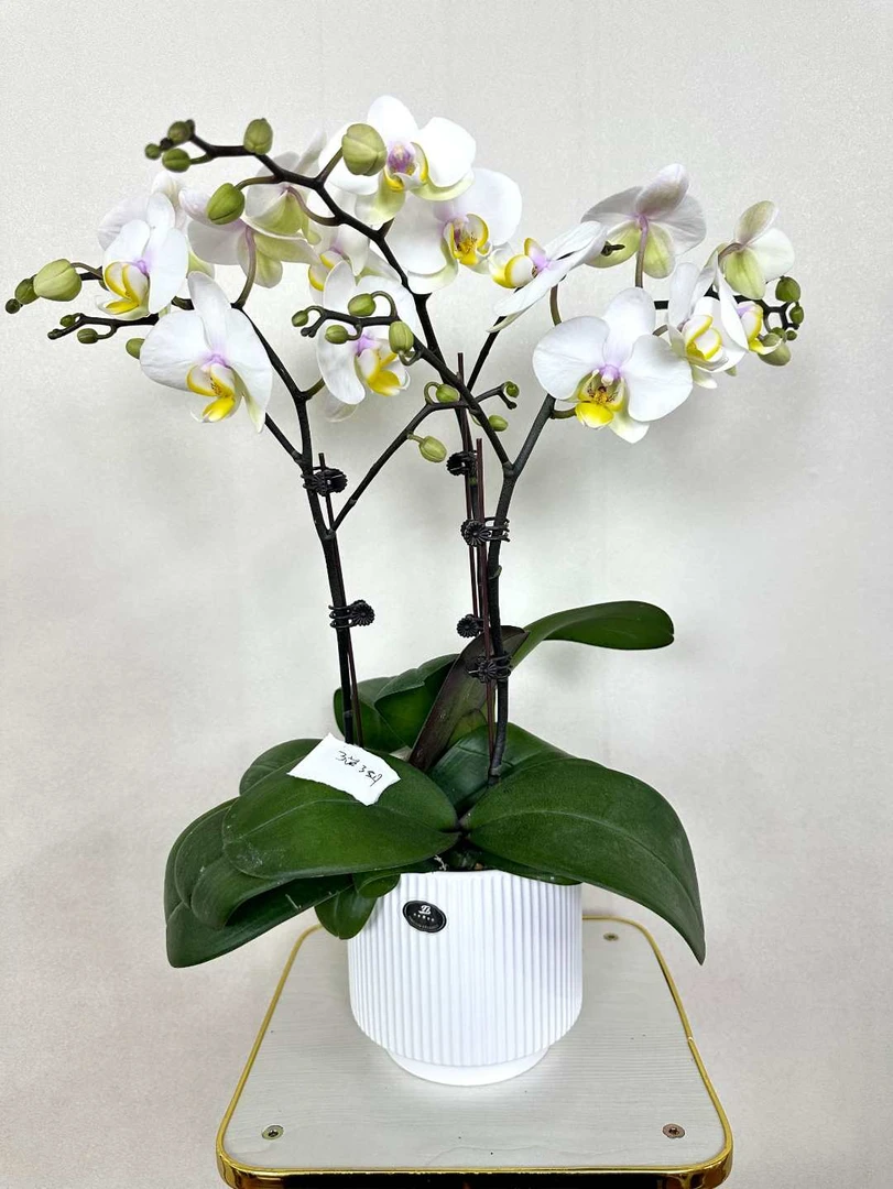 蝴蝶兰【大忙人】鲜花盆栽 室内花花 好养易活 佛山基地直发