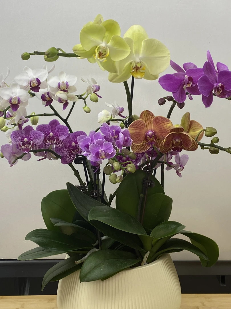 蝴蝶兰【福星高照】鲜花盆栽 室内花花 好养易活 佛山基地直发