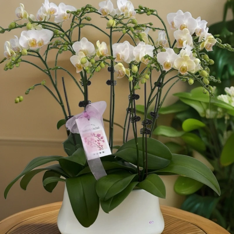 蝴蝶兰【颜如玉】鲜花盆栽 室内花花 好养易活 佛山基地直发