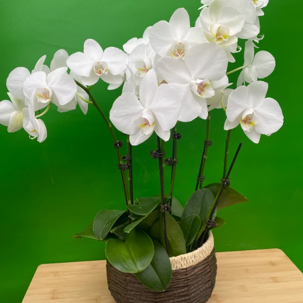 蝴蝶兰（阿玛）一颗包邮 两颗带盆室内花花 佛山基地直发