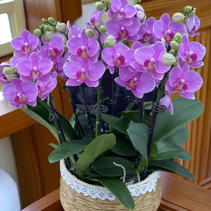 蝴蝶兰【紫蝶】鲜花盆栽 室内花花 好养易活 佛山基地直发