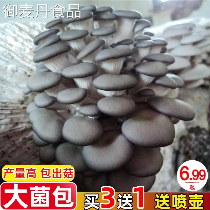 【小扬哥甄选】蘑菇种植包平菇蘑菇菌包菌种菌菇种植包家庭四季阳