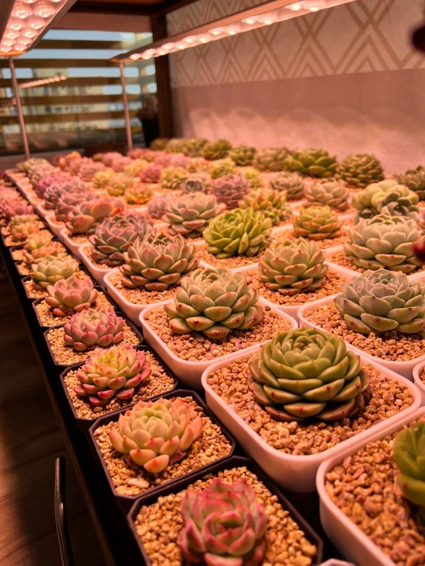 珍妮体麦秆和糖心