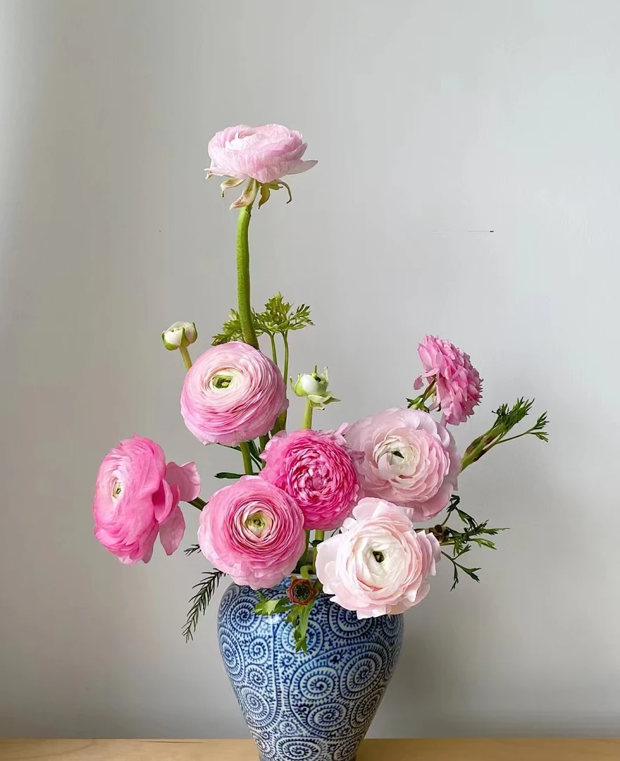【本来一物】云南鲜切洋牡丹多色可选  冬季适合家庭办公室的水养花