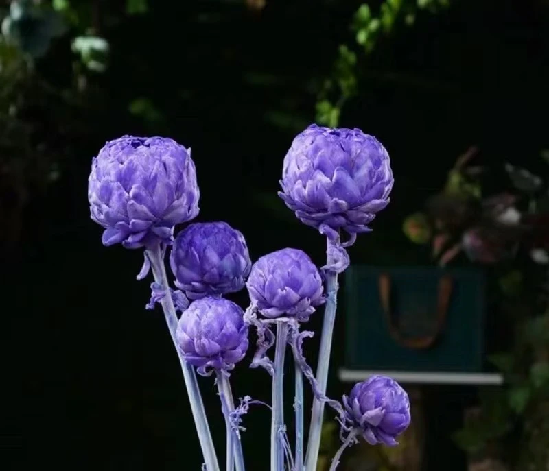 【本来一物】洋蓟-永生花雪莲一物一拍，高端轻奢花材