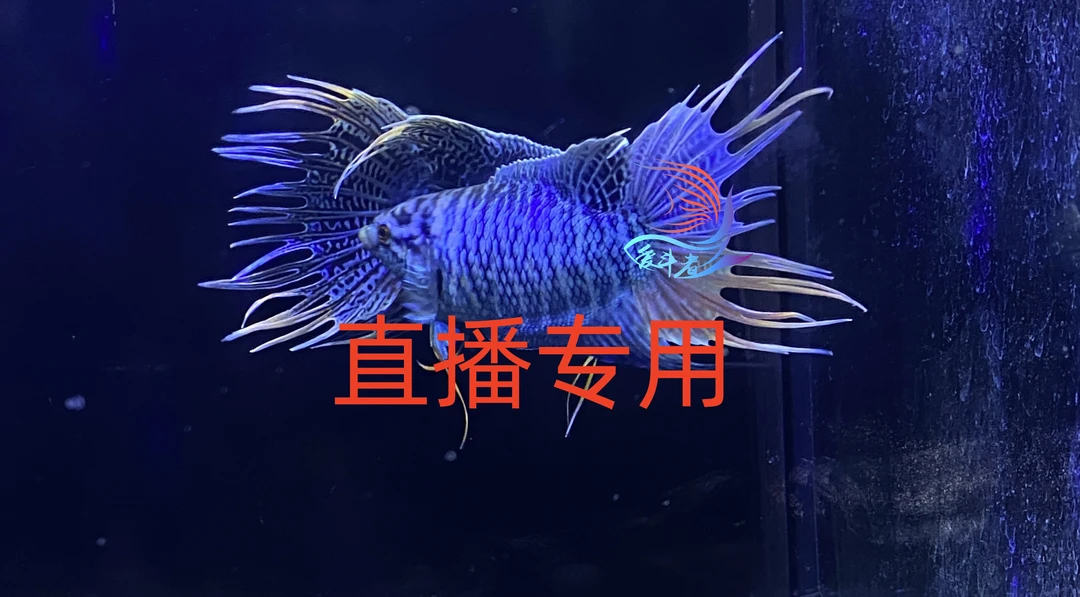 中国斗鱼爱斗者直播对图专用链接（一鱼一拍）观赏鱼