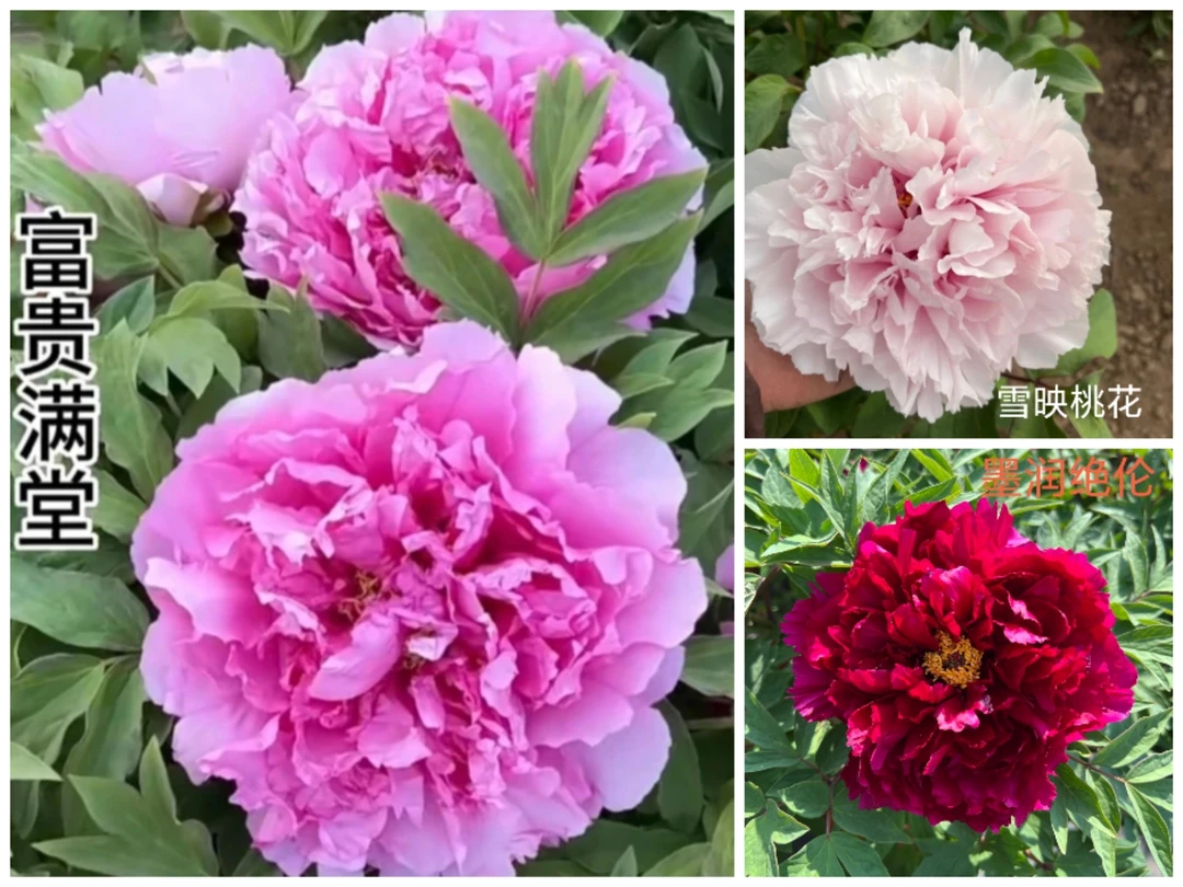 洛阳牡丹牡丹 重瓣大花