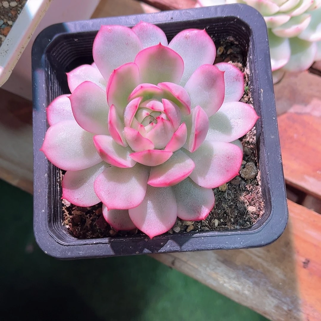 似****m粉水晶锦多肉多肉