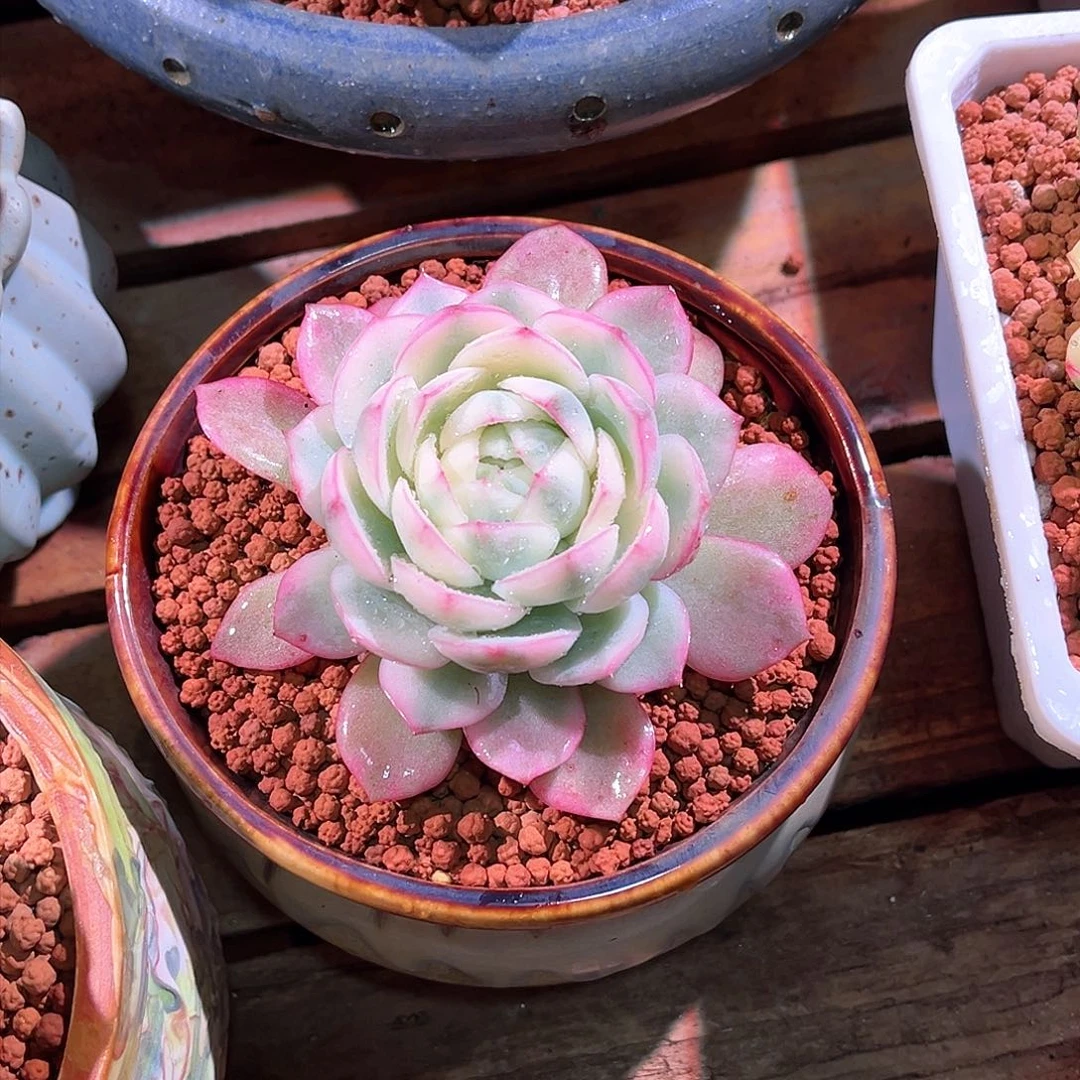 小**屁粉水晶锦多肉