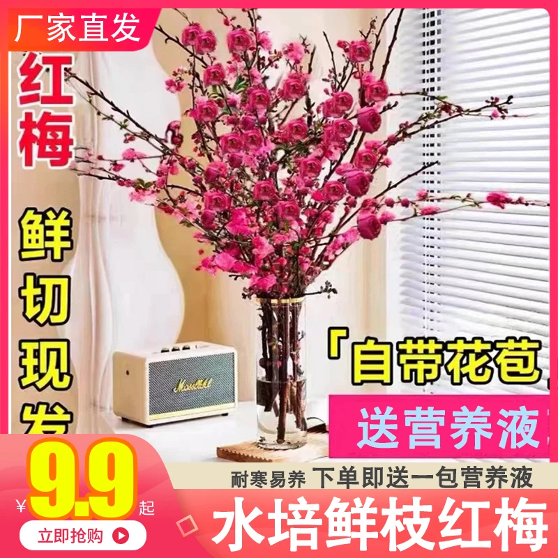 【年宵花卉送营养液】水培鲜枝红梅桃花 耐寒好养易成活插水养鲜花