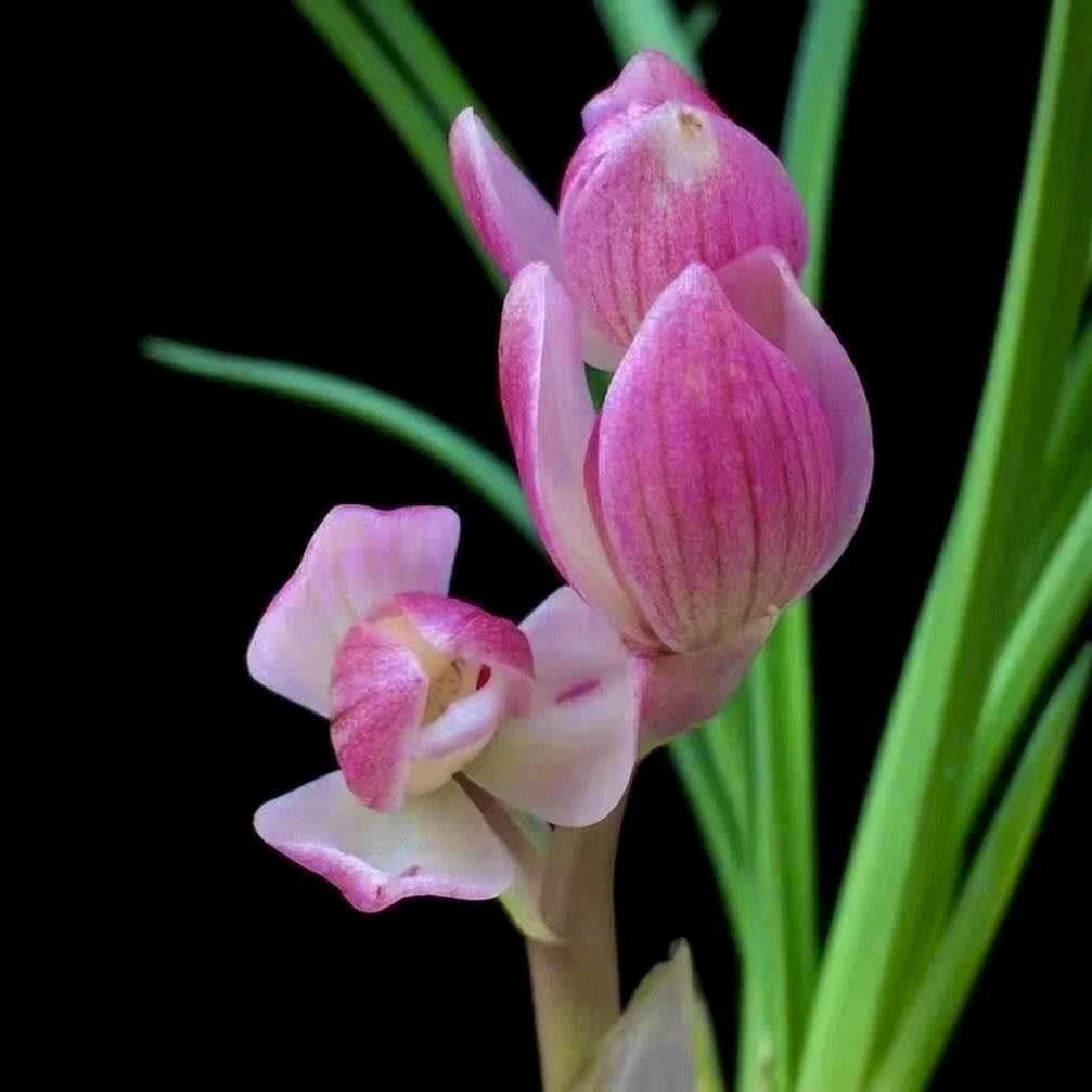 【现场直播一物一拍】精品粉花苗室内外绿植好养植物花卉带花苞兰花