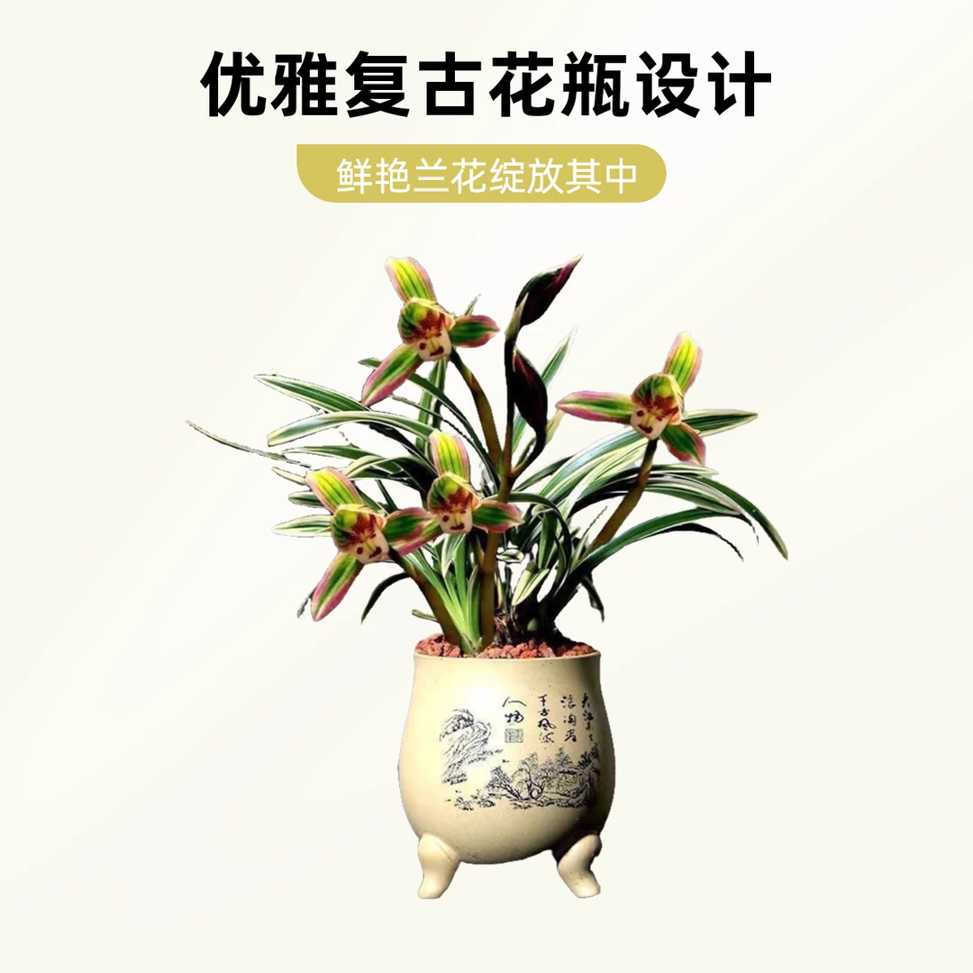 引种帝王妃兰花苗建兰四季兰金边兰花花卉好养殖绿植阳台客厅
