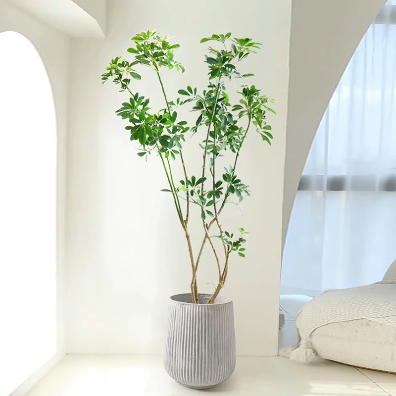 造型鸭脚木盆栽室内客厅阳台大型绿植吸甲醛净化空气植物