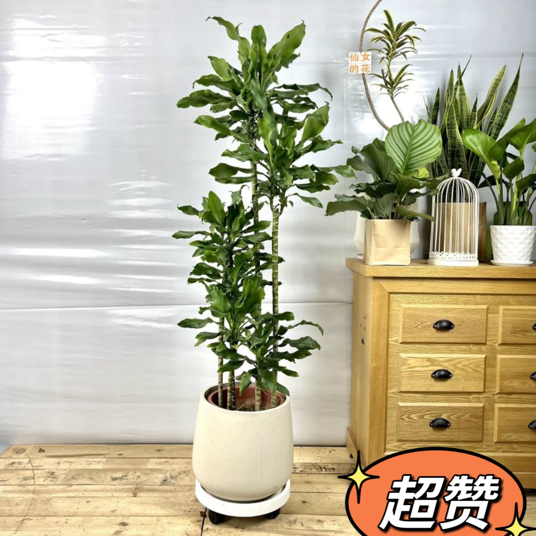 螺纹铁植物大盆栽轻奢室内大型落地绿植客厅开业乔迁绿色好养真花