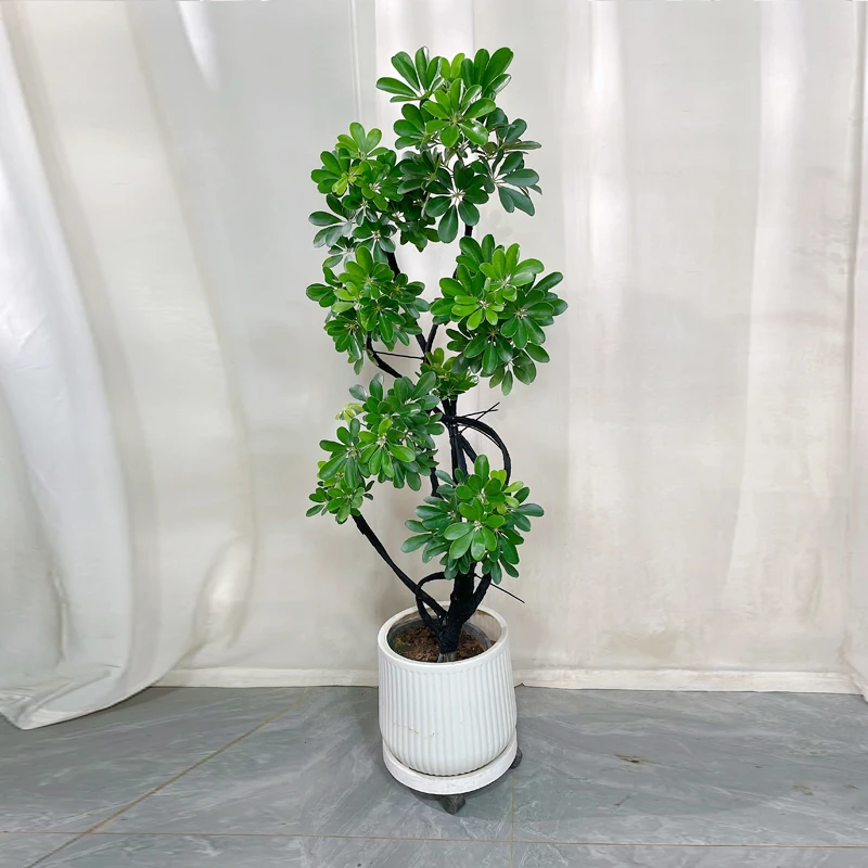 造型鸭脚木客厅大盆栽鸭掌木鹅掌柴室内落地式大型四季常青绿植物
