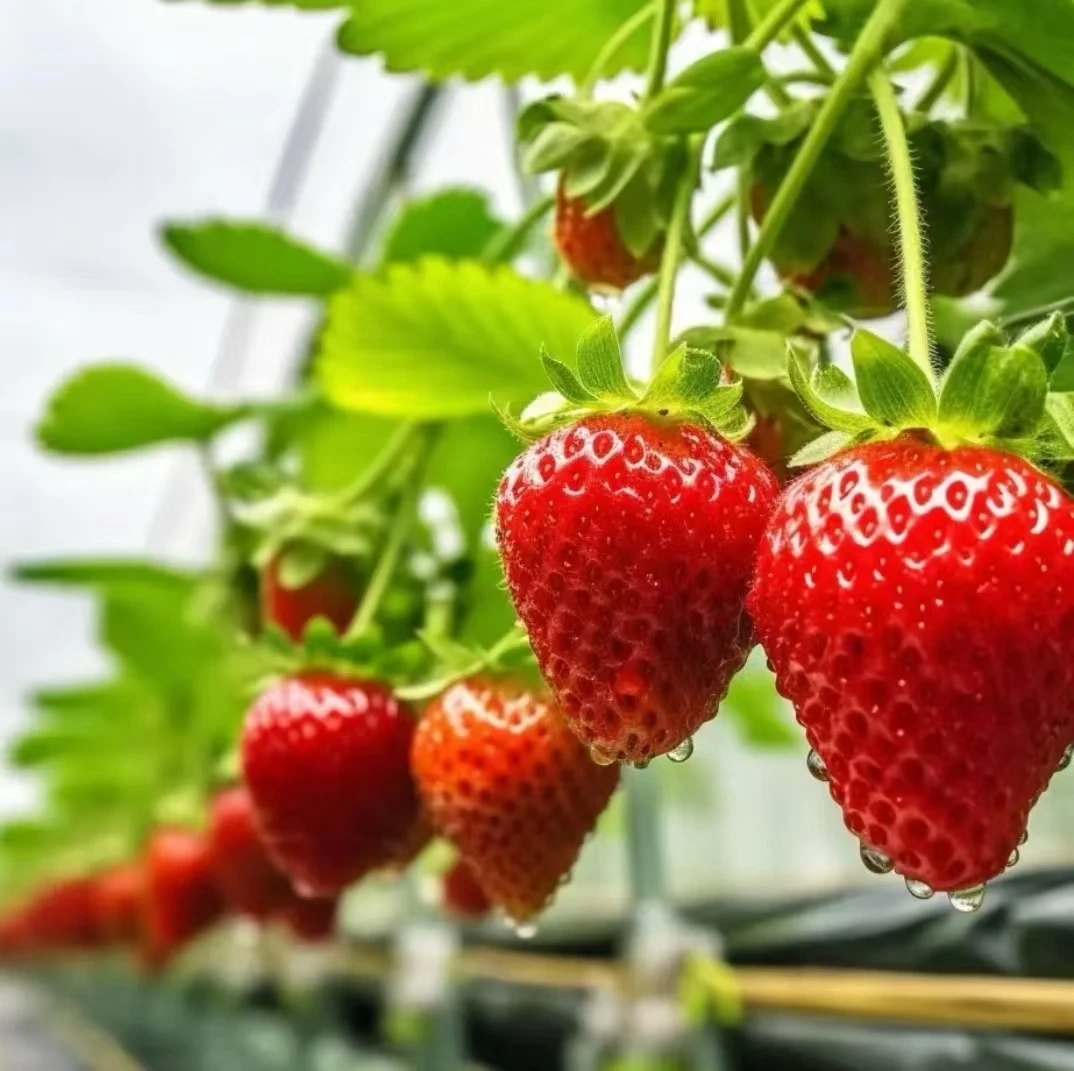 新手穴盘草莓苗四季盆栽当年结果丹东99奶油妙香草莓庭园阳台养植