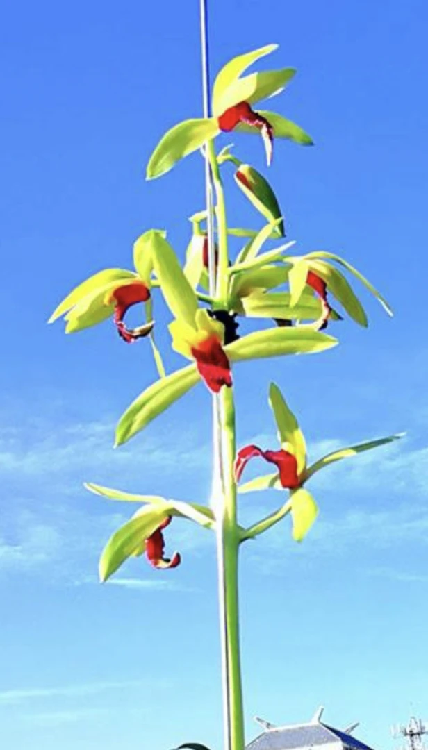 蕙兰至尊红颜四季好养绿植花卉