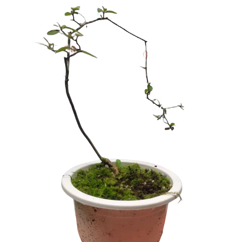 爱木花卉园（一物一拍），映山红，紫花，粉花映山红，奇艺怪桩，盆景