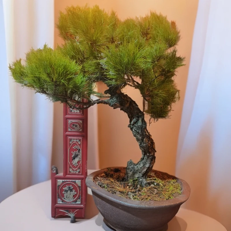 赤松山采十年盆景老桩