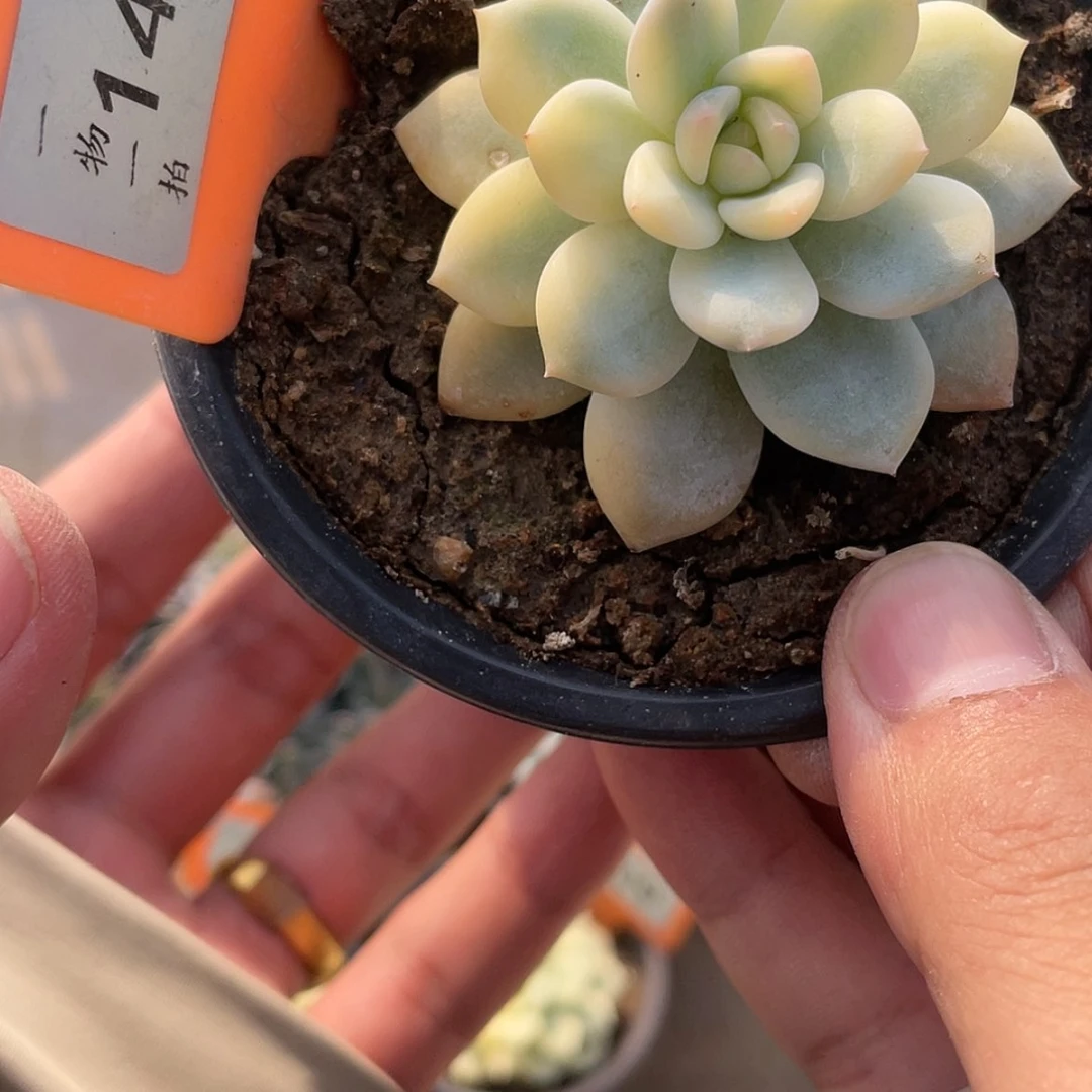 【闪购商品】1459号