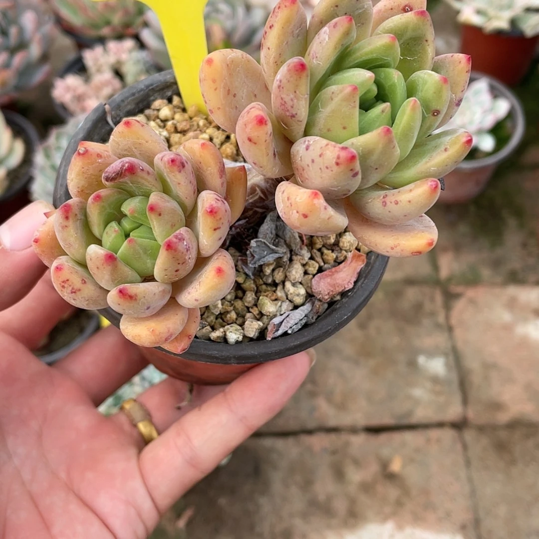 【闪购商品】15-594号