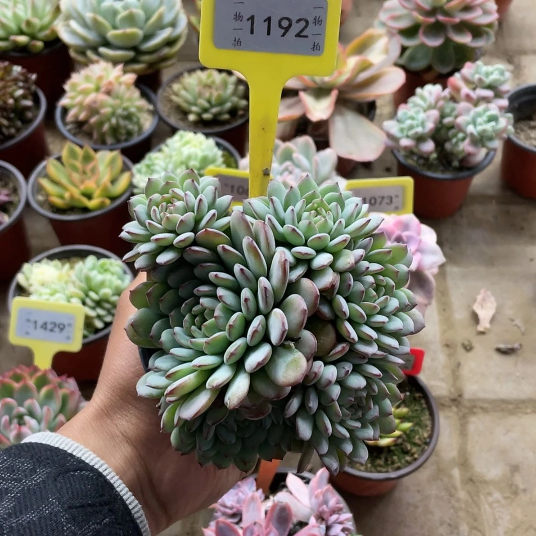 【闪购商品】高**库1192号砍头群