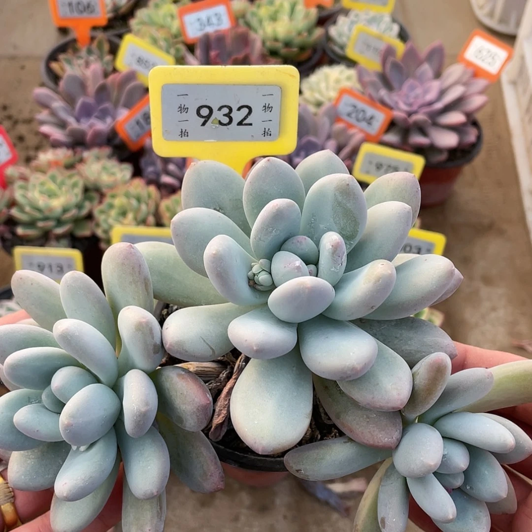 【闪购商品】932号