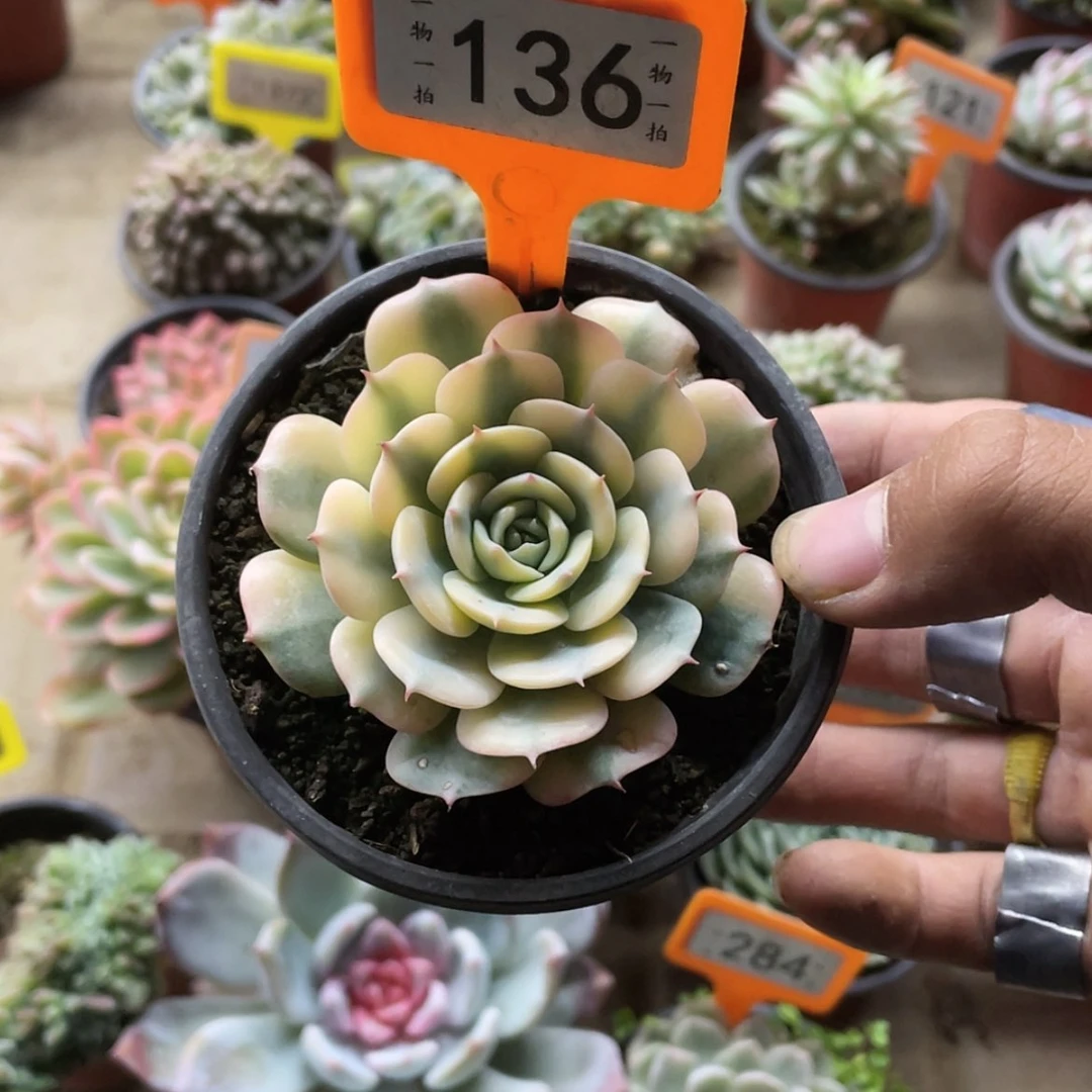 【闪购商品】?*叶136号