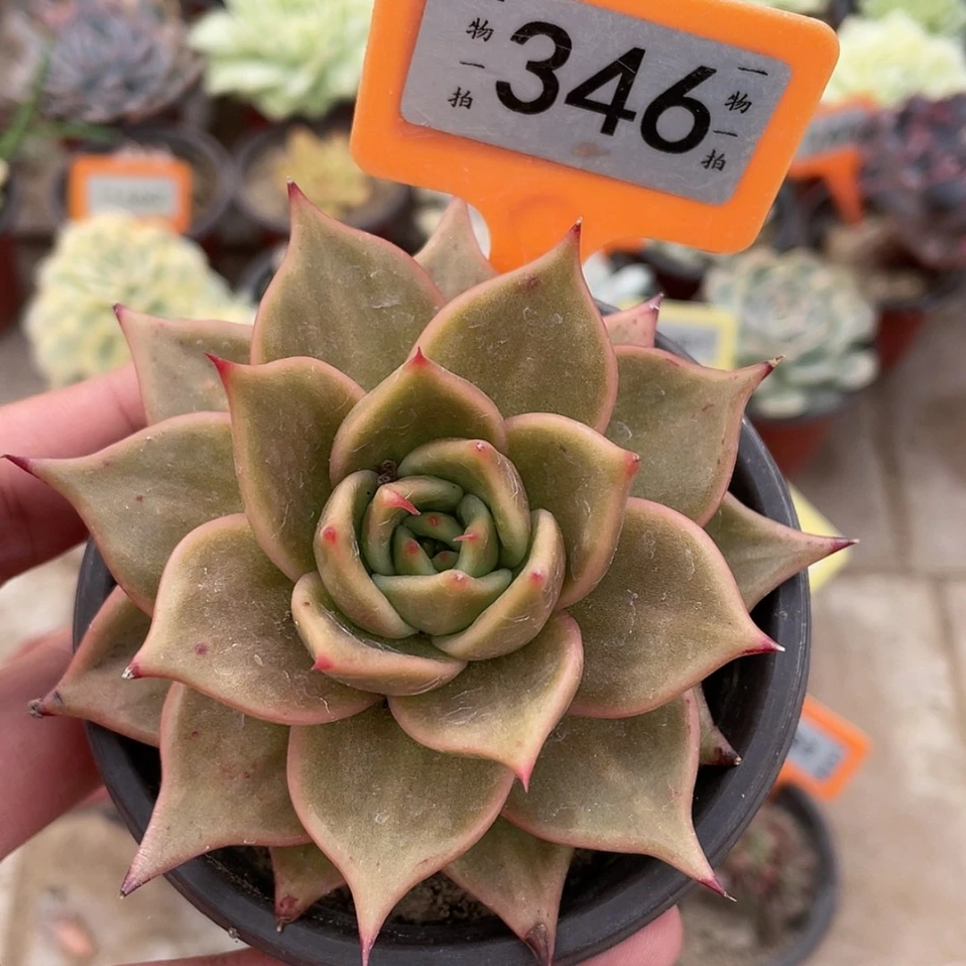 【闪购商品】346星星锦