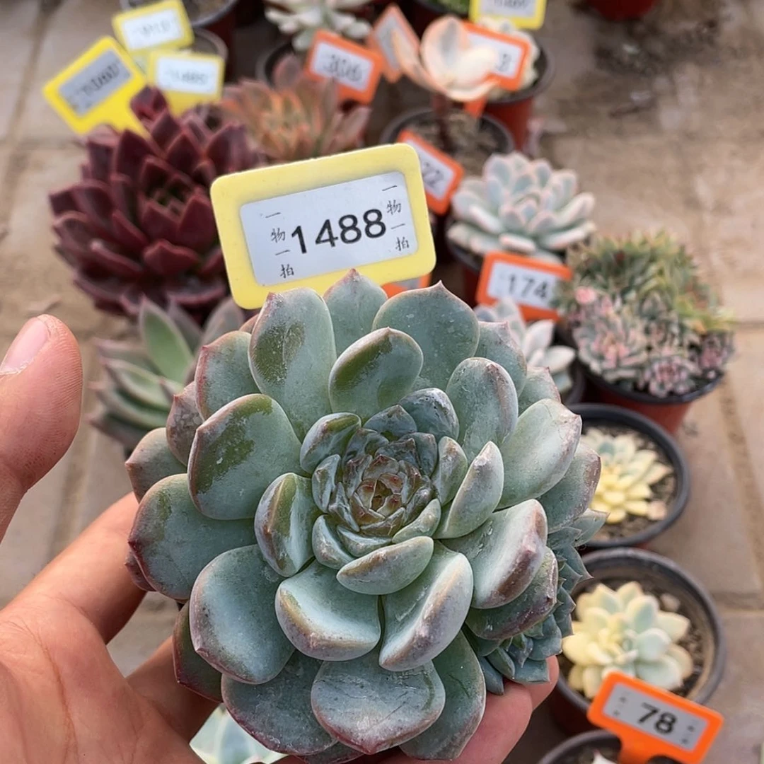 【闪购商品】知*1488号