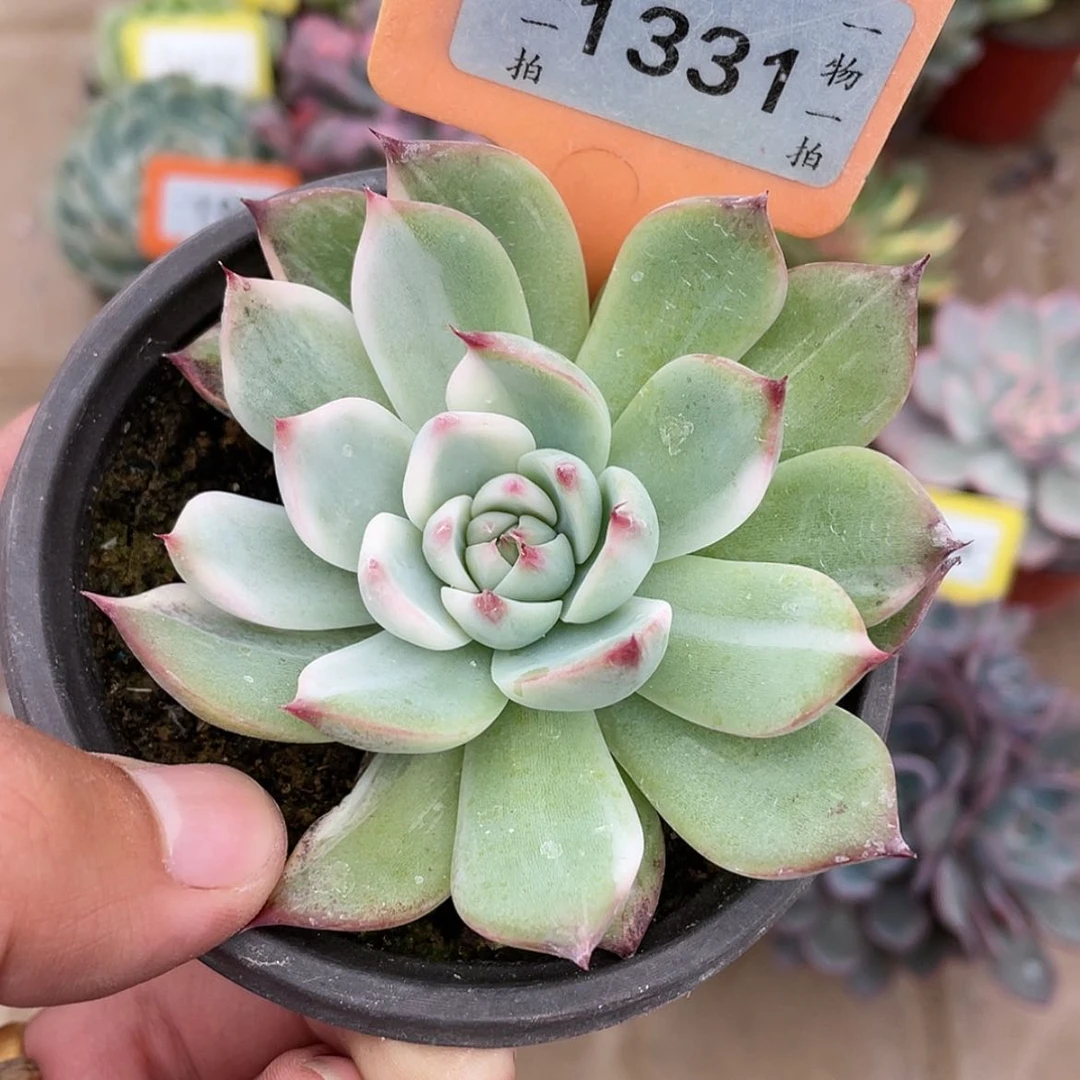 【闪购商品】1331号