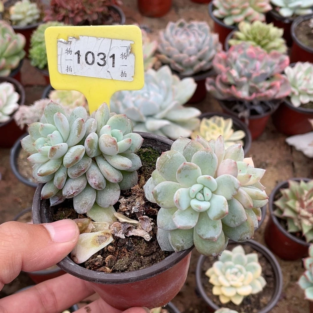 【闪购商品】善**终1031号