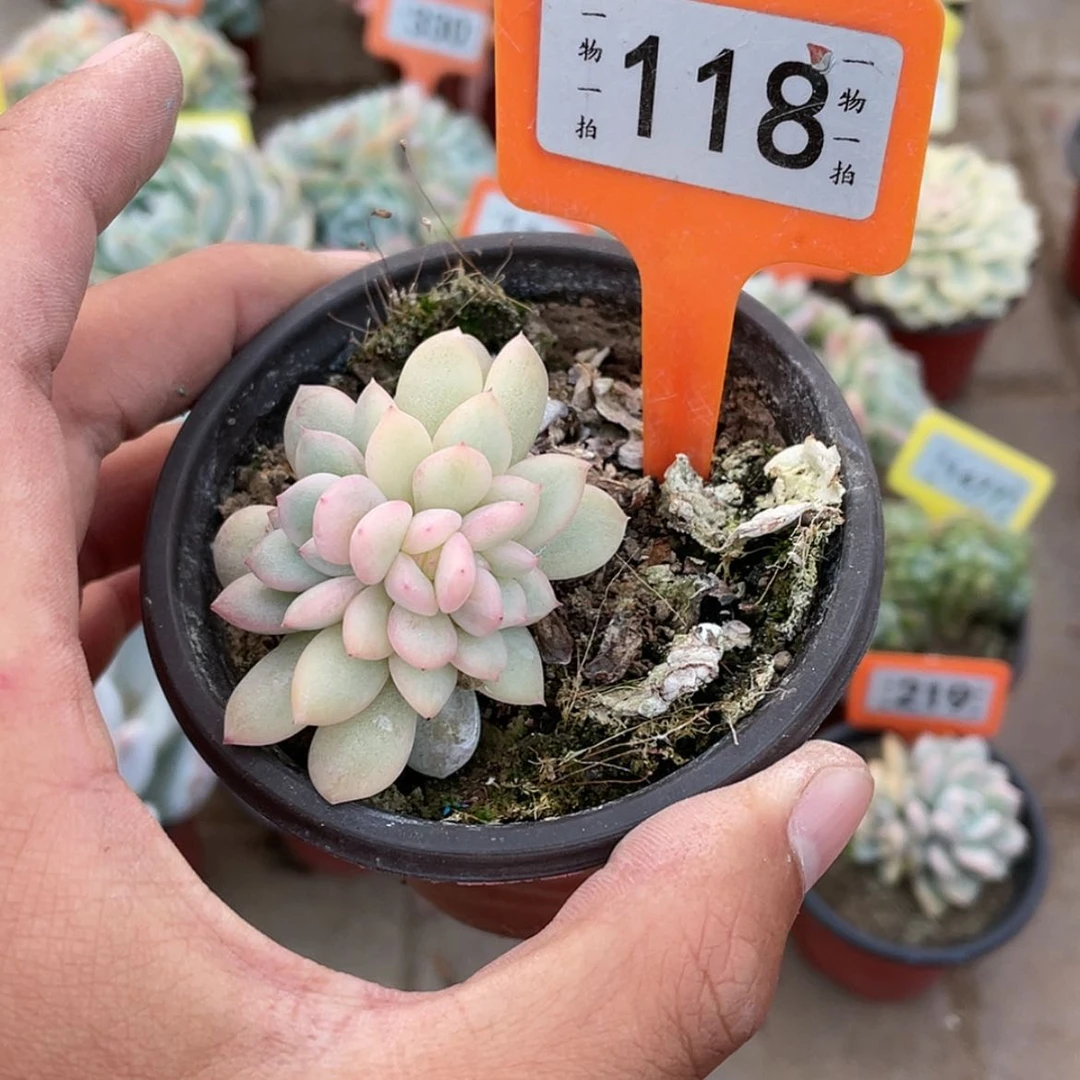 【闪购商品】西**心118号