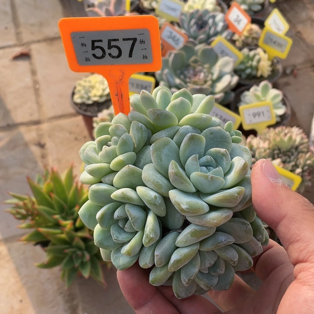 【闪购商品】557默认散群