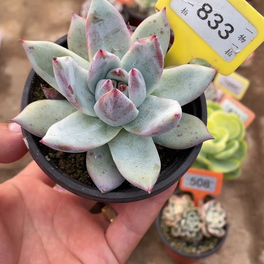 【闪购商品】833号