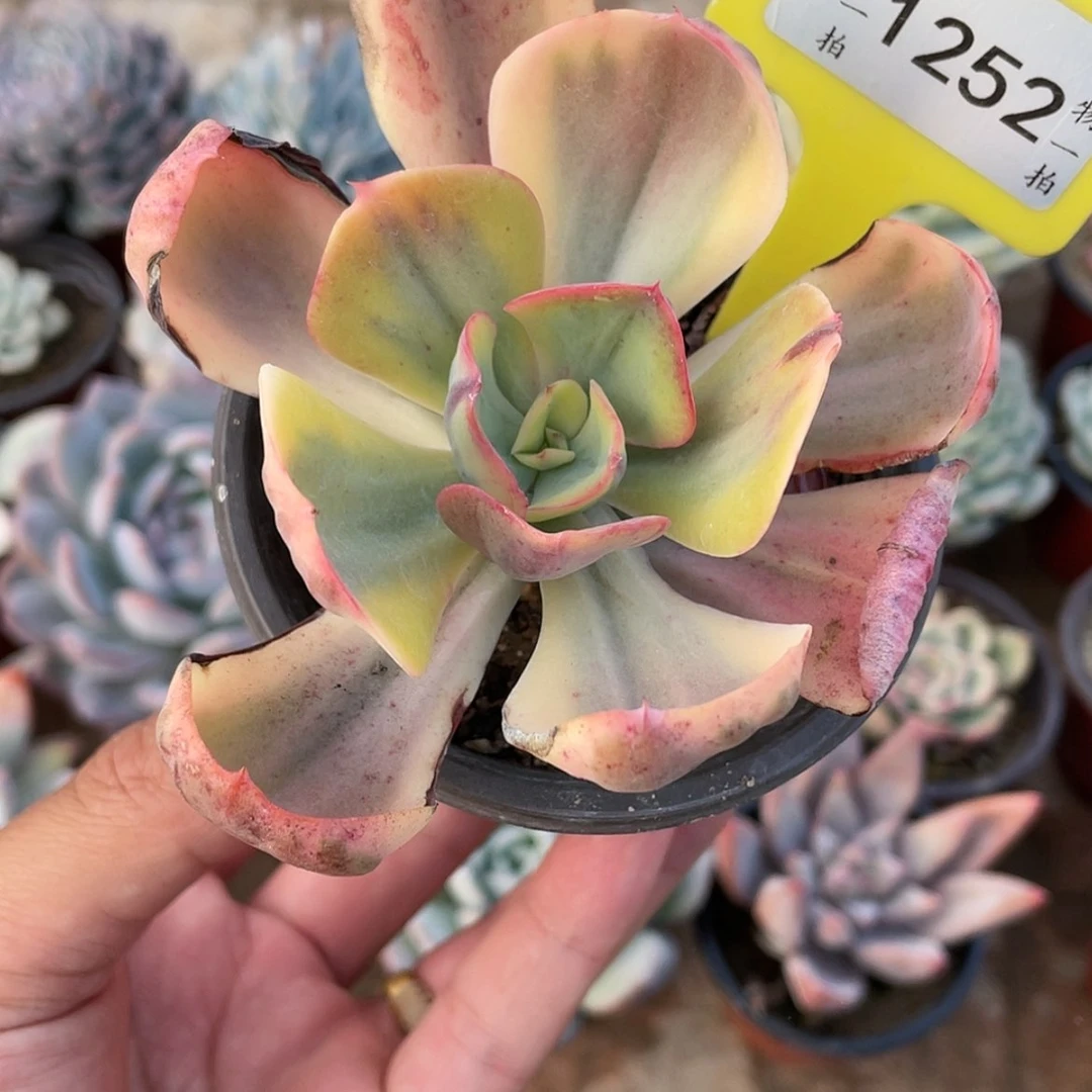 【闪购商品】1252号