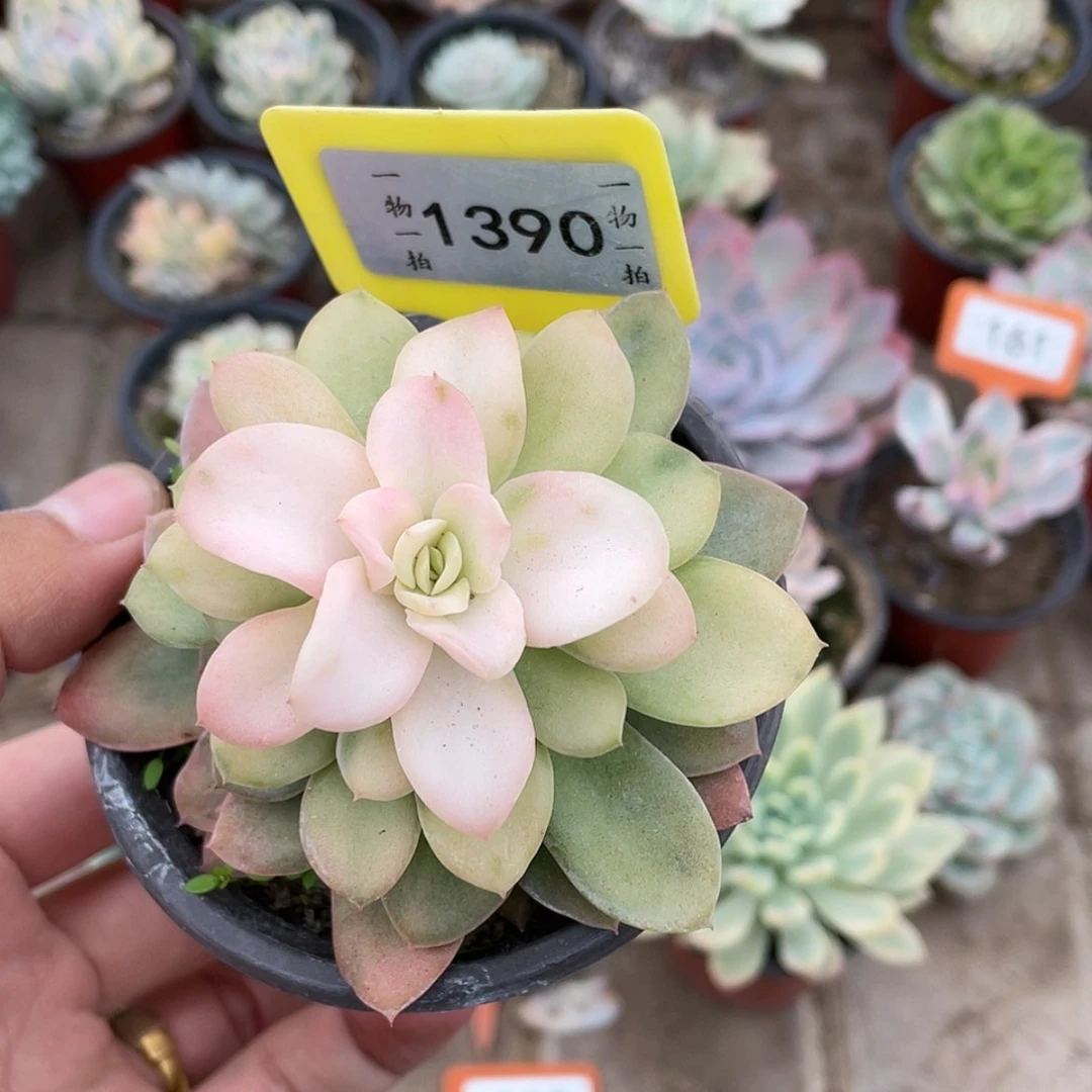 【闪购商品】不****）1390号