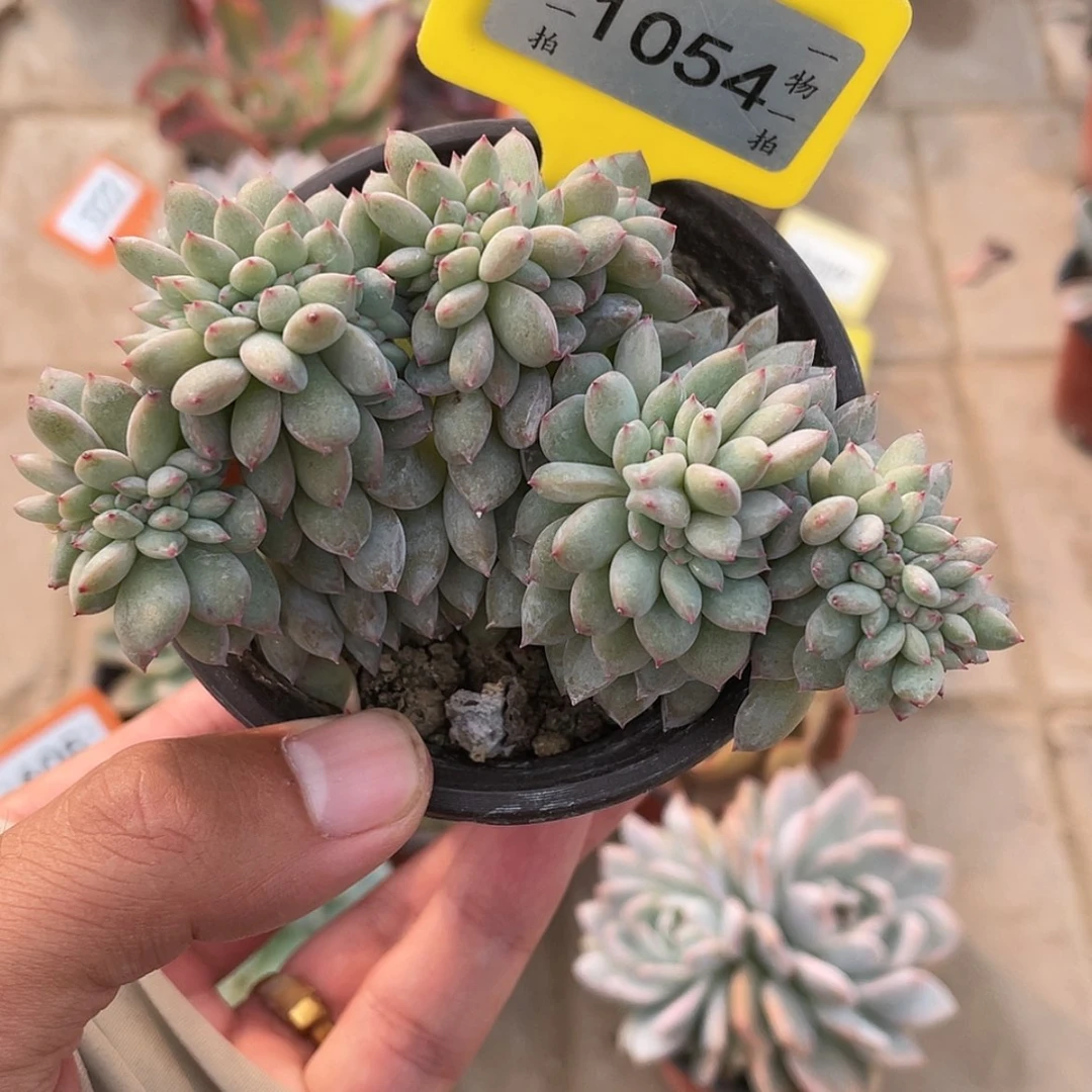 【闪购商品】1054梦露缀