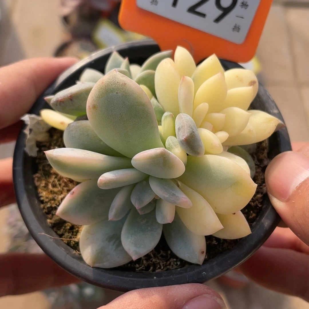 【闪购商品】129号砍头群