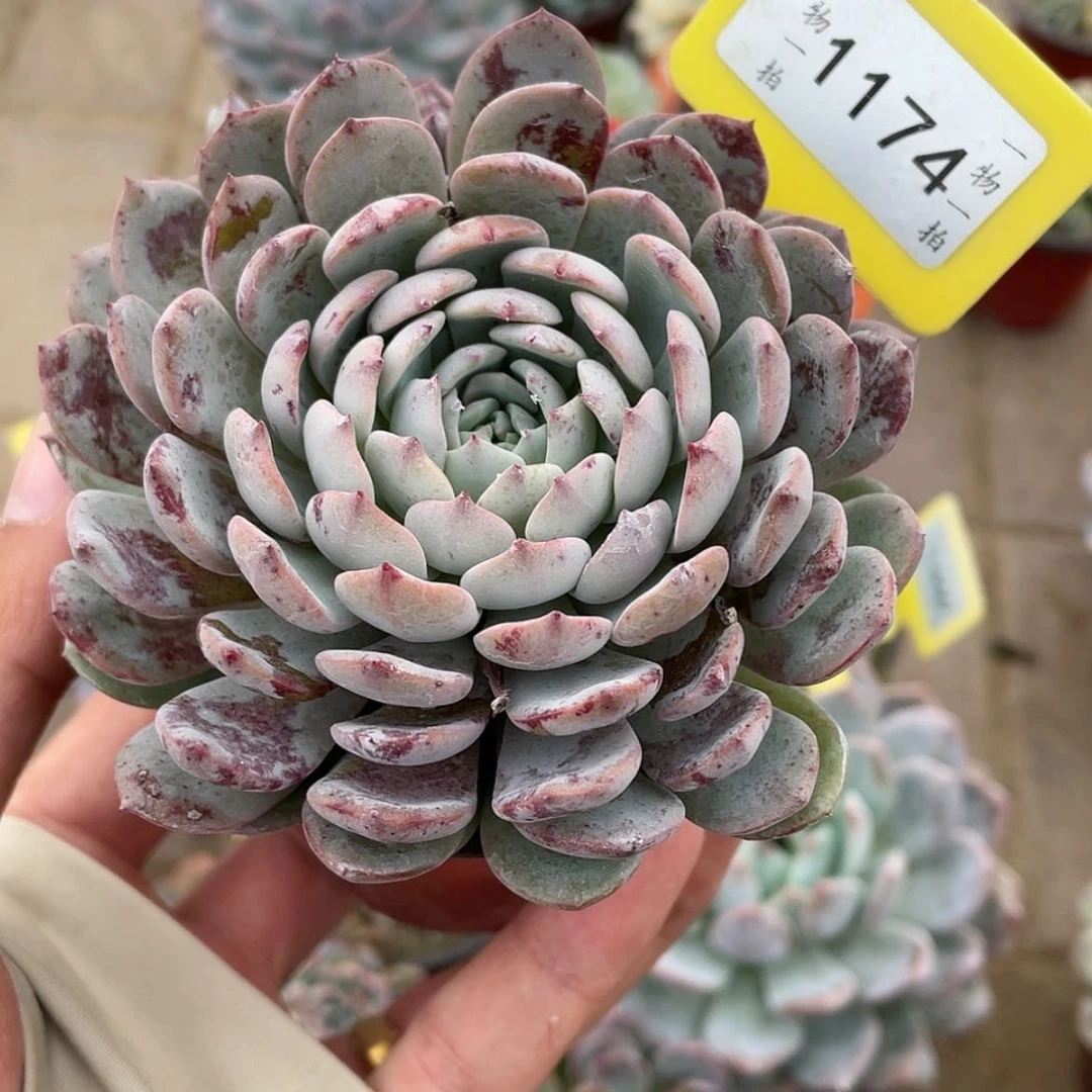 【闪购商品】1174号