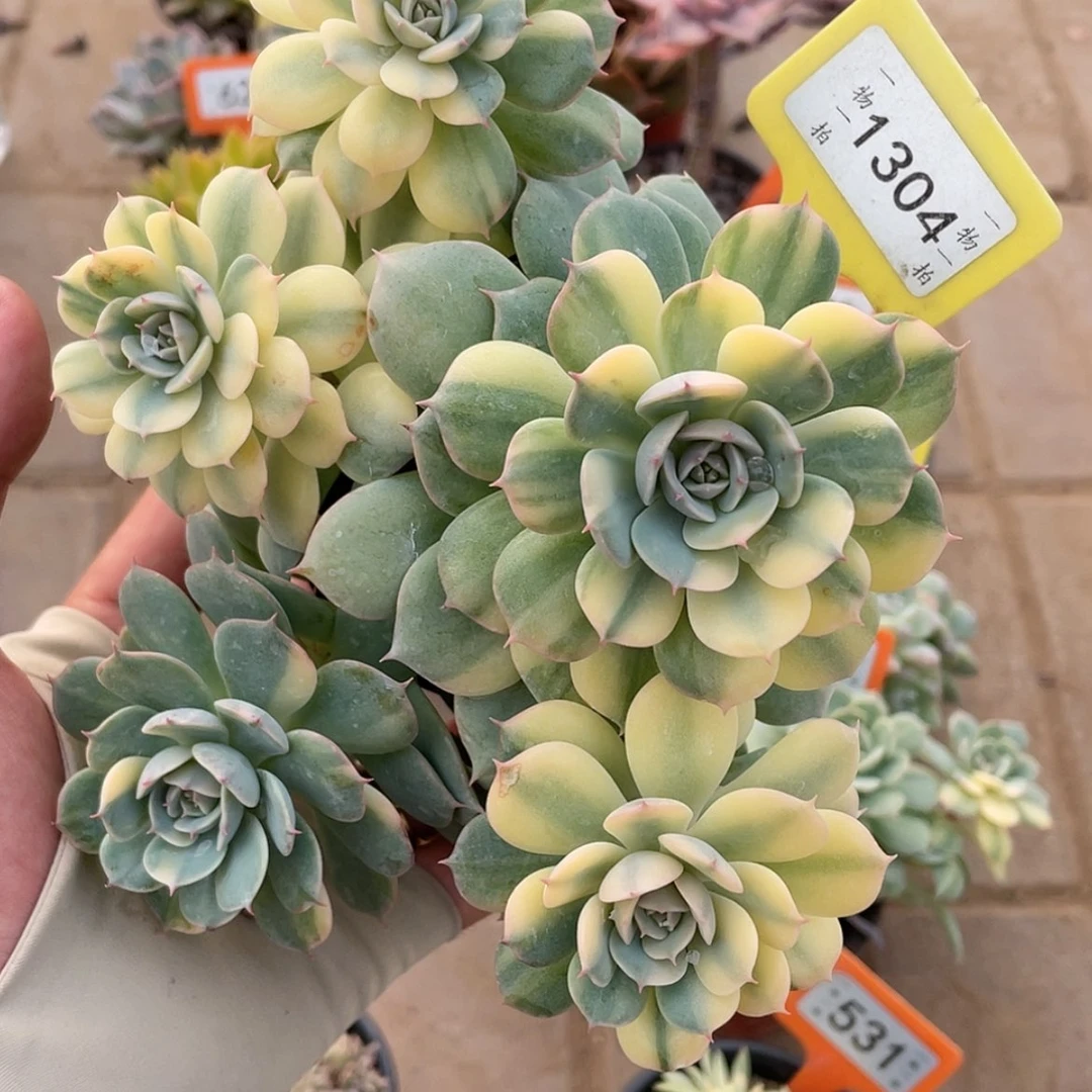 【闪购商品】1304号砍头群