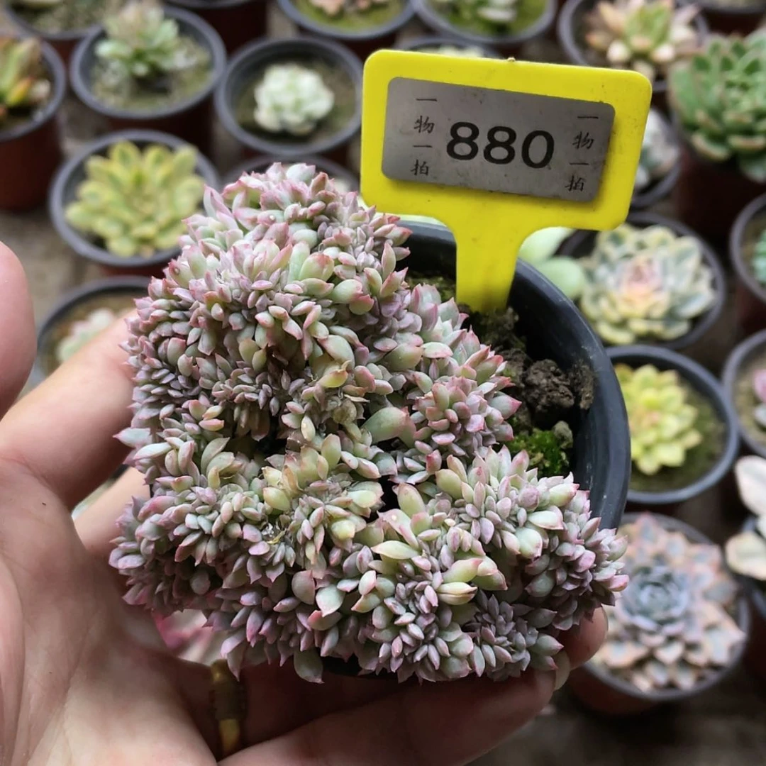 【闪购商品】s****y880号