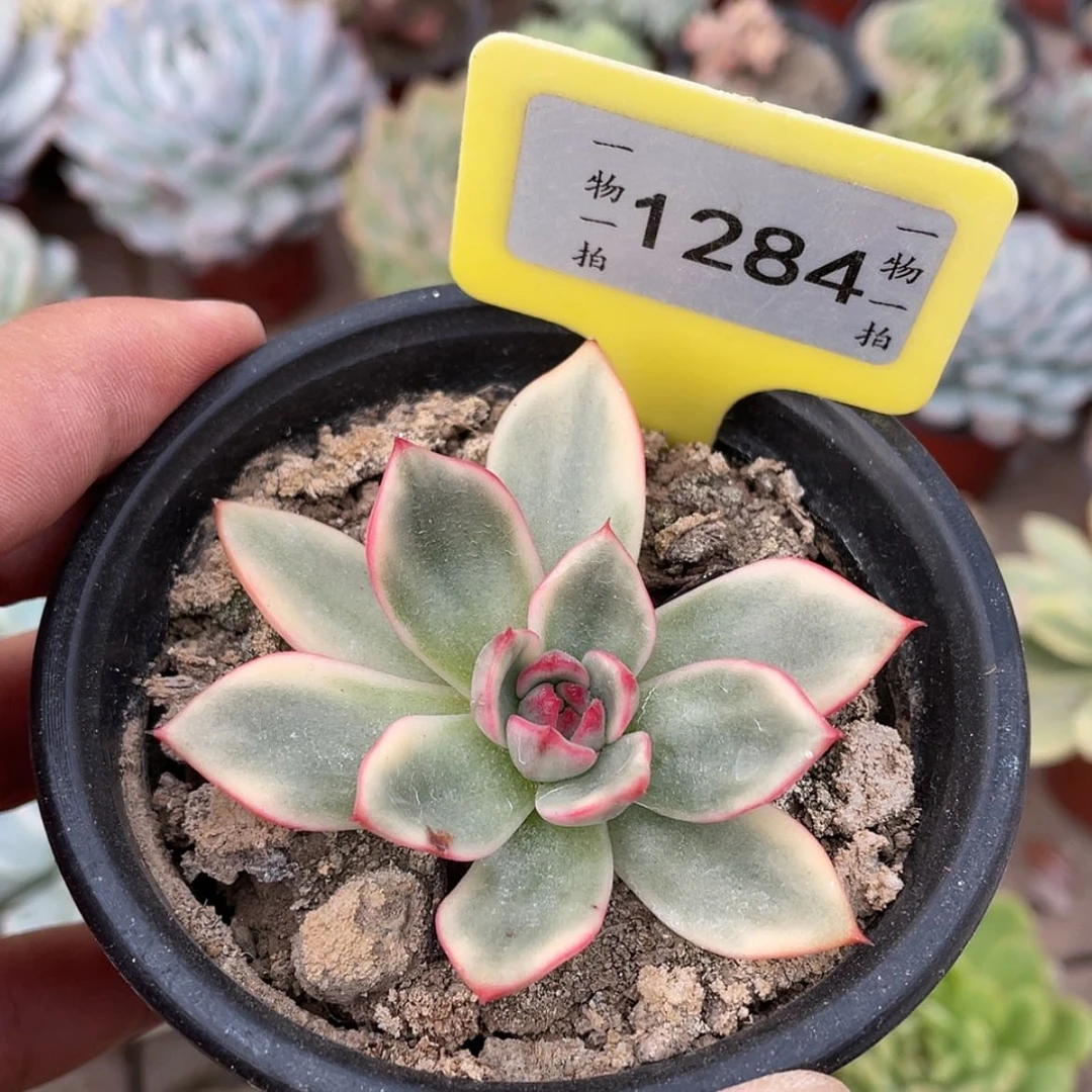 【闪购商品】欢**语1284号