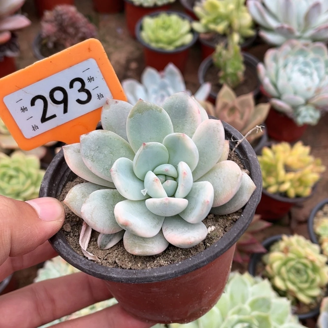 【闪购商品】小***?293号