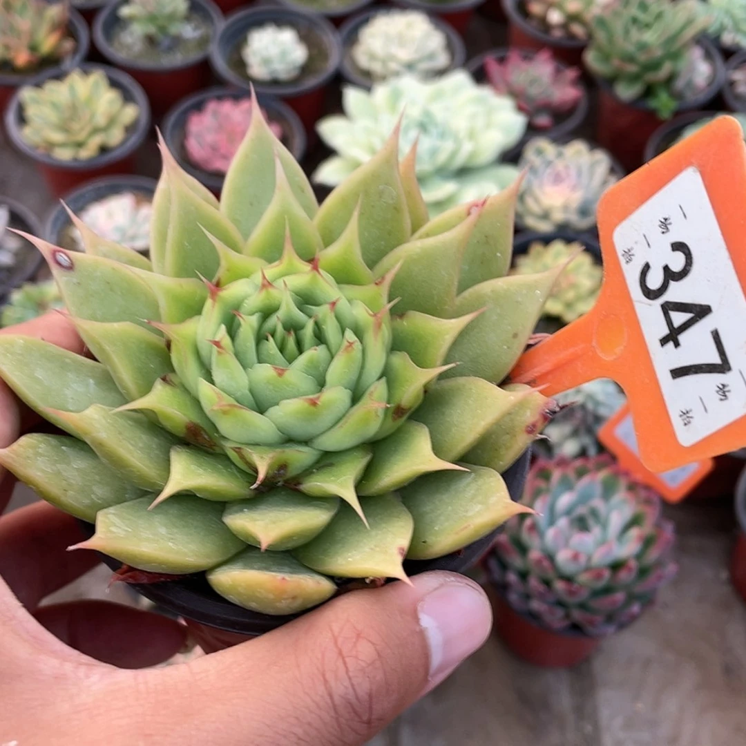 【闪购商品】347号瑕疵